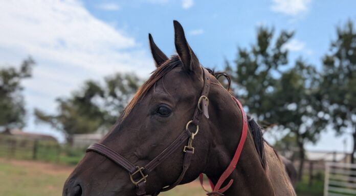 Adoptable horse Moven Van.