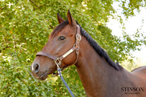 ASPCA Right Horse Adoptable Horse of the Week: My Man Ira