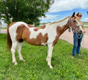 ASPCA Right Horse Adoptable Horse of the Week: Myrtle