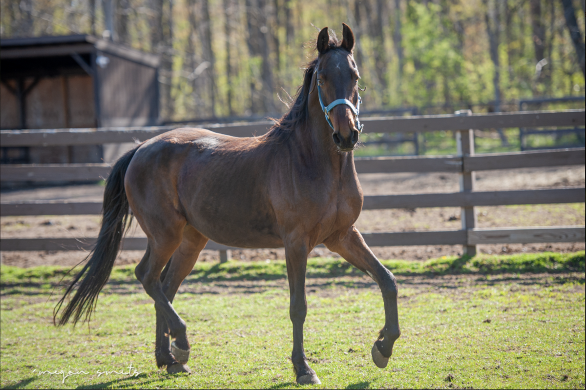 Adoptable horse Mystic.
