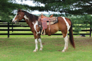 ASPCA Right Horse Adoptable Horse of the Week: Nyssa