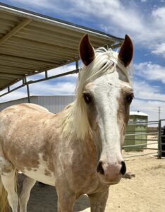 ASPCA Right Horse Adoptable Horse of the Week: Oakley