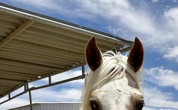 A palomino pinto gelding