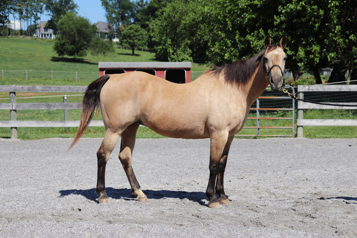 Adoptable horse Ocean.