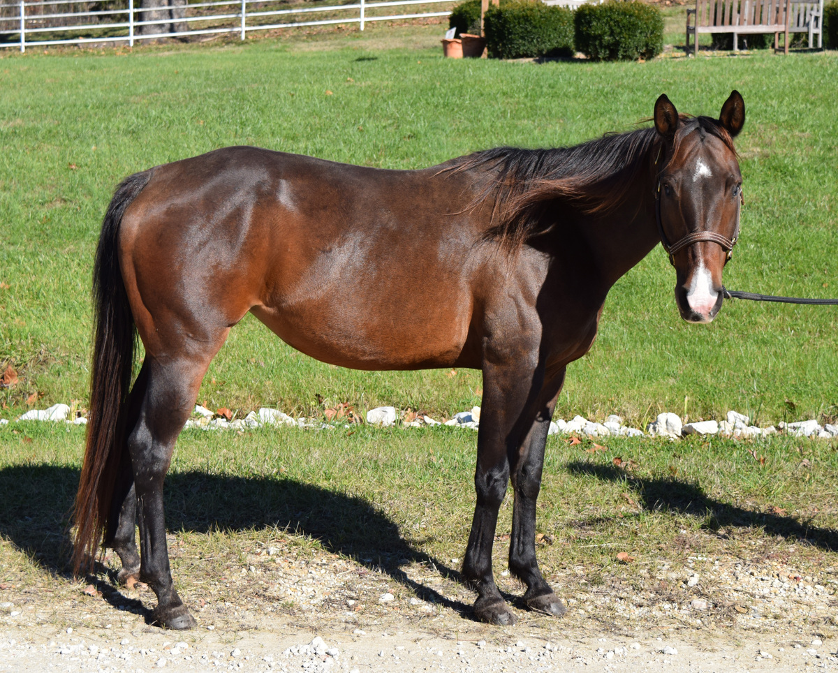 ASPCA Right Horse Adoptable Horse of the Week: Ophelia