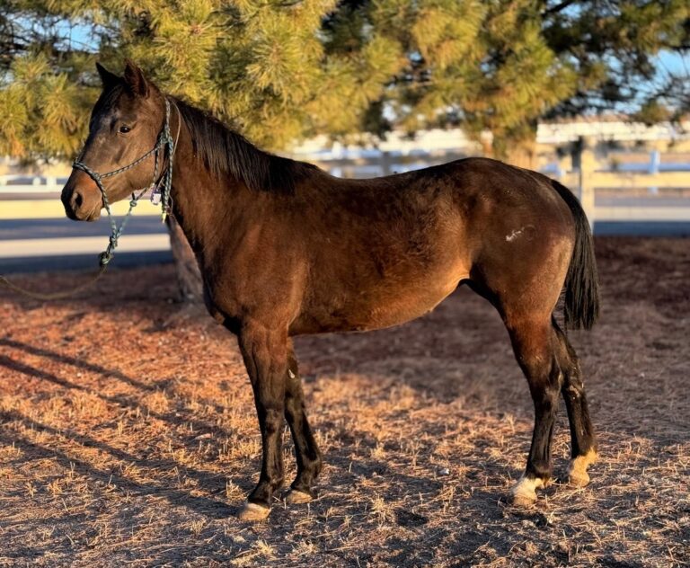 ASPCA Right Horse Adoptable Horse of the Week: Peach