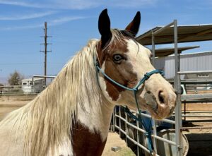 ASPCA Right Horse Adoptable Horse of the Week: Pearl