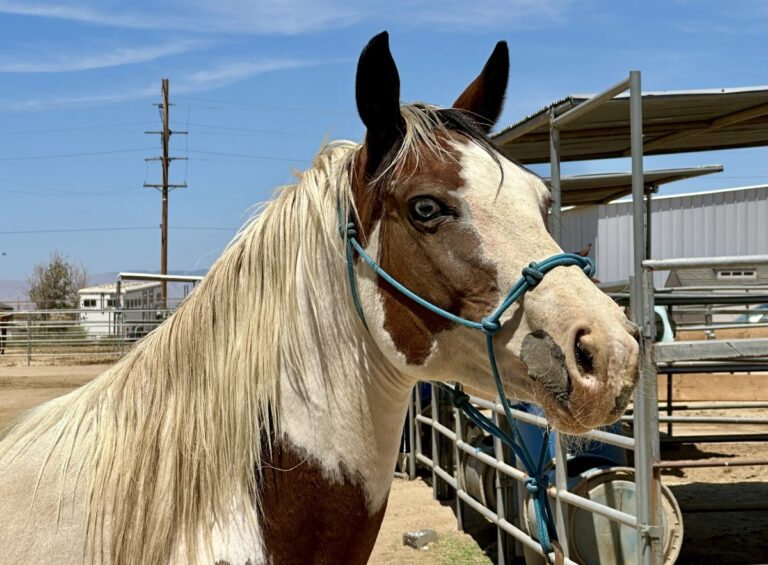 ASPCA Right Horse Adoptable Horse of the Week: Pearl