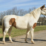 ASPCA Right Horse Adoptable Horse of the Week: Primrose Adoptable horse Primrose.