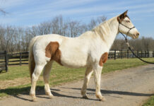 ASPCA Right Horse Adoptable Horse of the Week: Primrose Adoptable horse Primrose.
