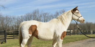 Adoptable horse Primrose.