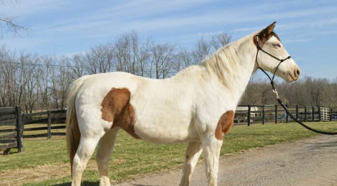 Adoptable horse Primrose.