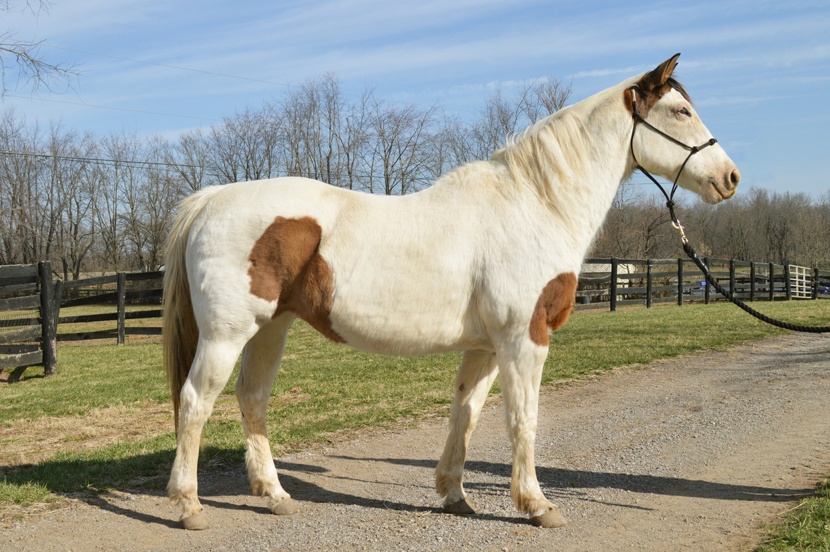 Adoptable horse Primrose.