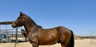 Adoptable horse Prince.