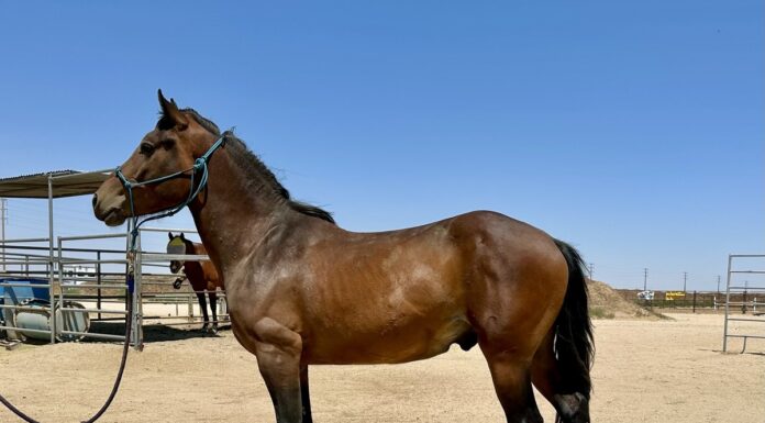 Adoptable horse Prince.