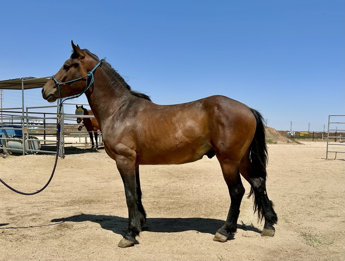 Adoptable horse Prince.