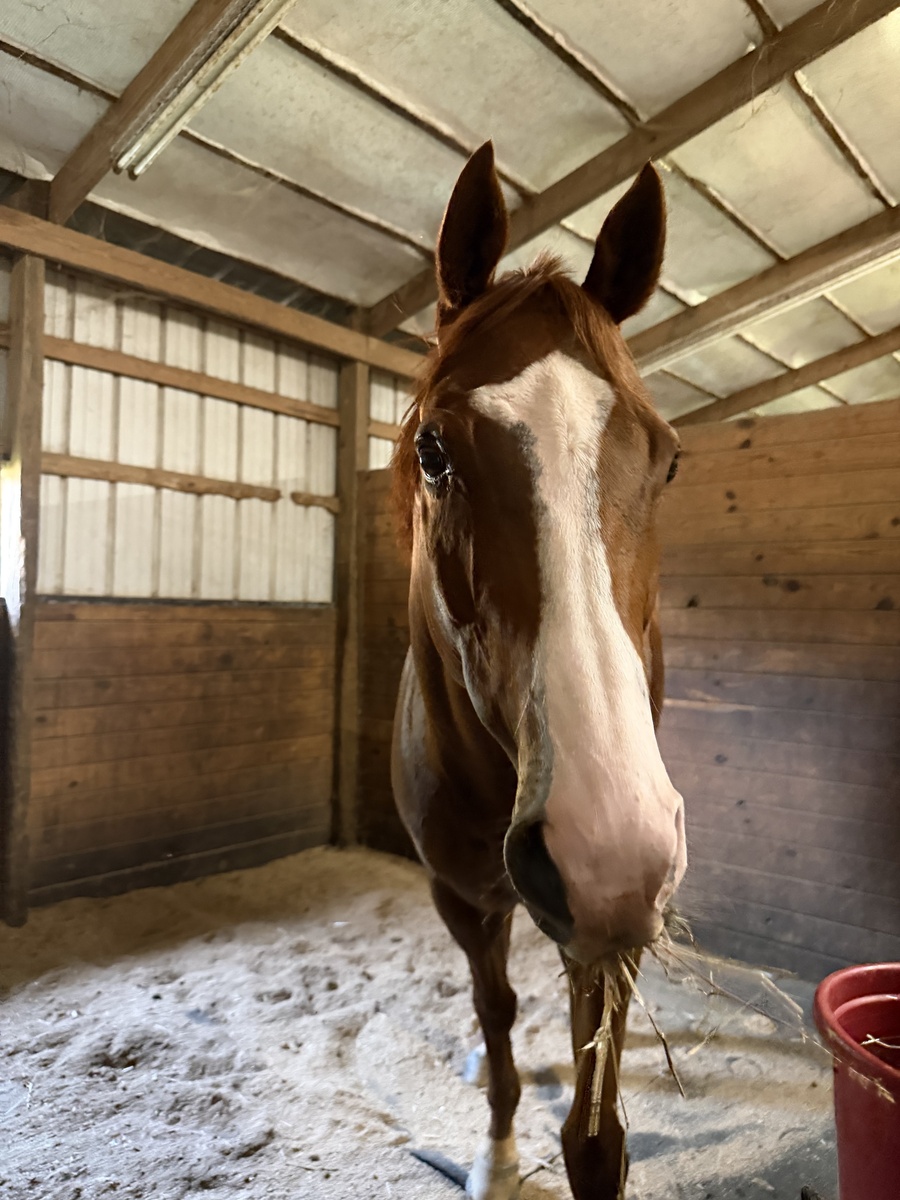 Adoptable horse Queso.