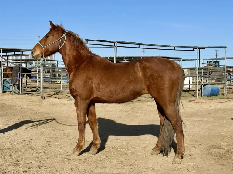 ASPCA Right Horse Adoptable Horse of the Week: Remi