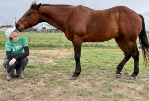 ASPCA Right Horse Adoptable Horse of the Week: Rolex