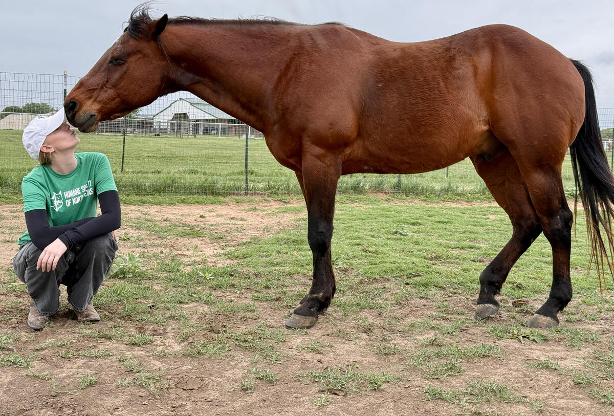 Adoptable horse Rolex.