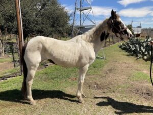 ASPCA Right Horse Adoptable Horse of the Week: Rolo