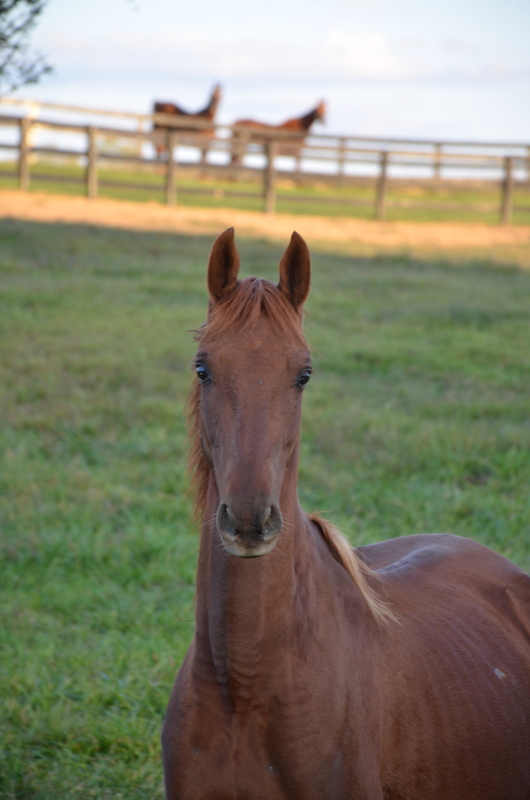 Adoptable horse SH Admiral Blacklaw