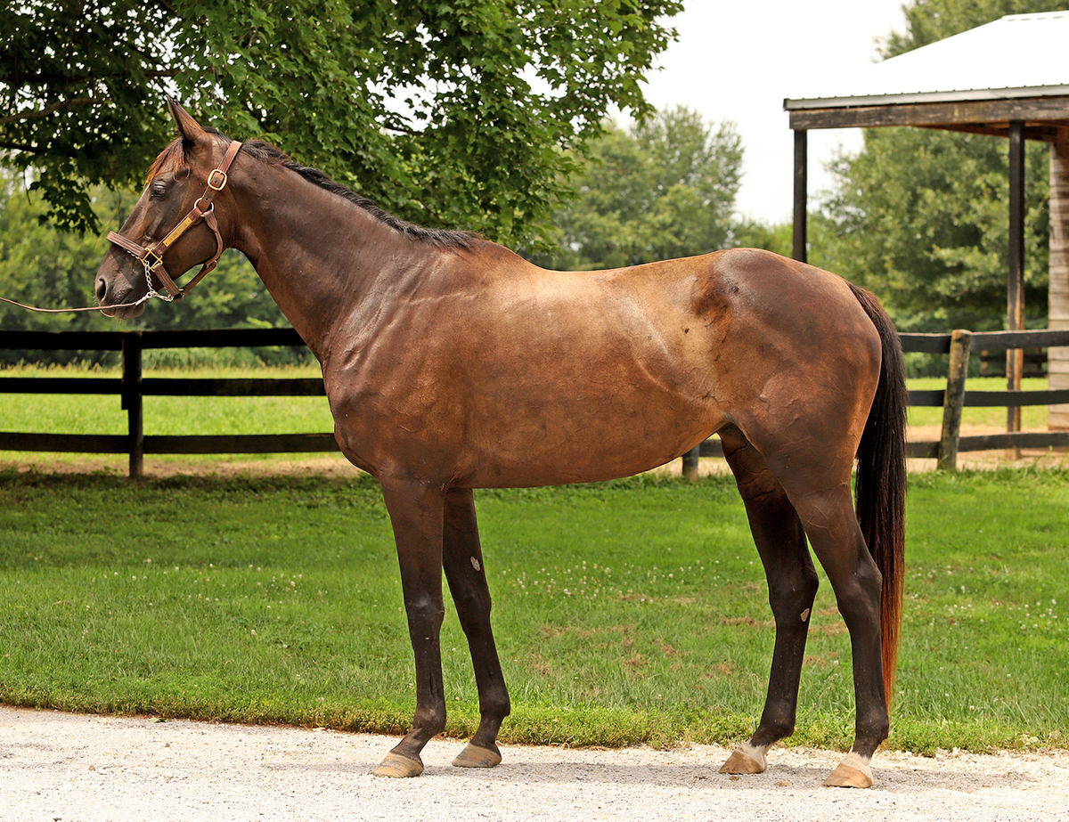 ASPCA Right Horse Adoptable Horse of the Week: SS Nice Nicole AKA Athena