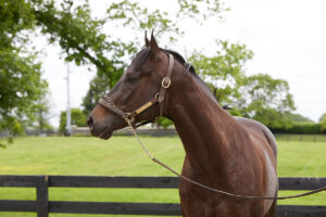 ASPCA Right Horse Adoptable Horse of the Week: Secret Crush