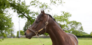 Adoptable horse Secret Crush.