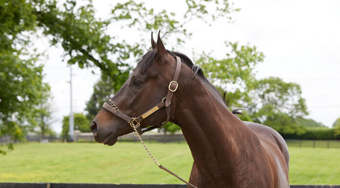 Adoptable horse Secret Crush.
