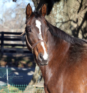ASPCA Right Horse Adoptable Horse of the Week: Serious Heat