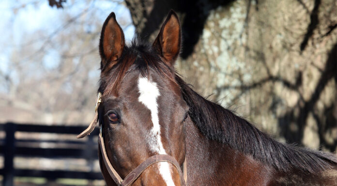 Adoptable horse Serious Heat