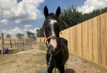 ASPCA Right Horse Adoptable Horse of the Week: Silk Adoptable horse Silk.