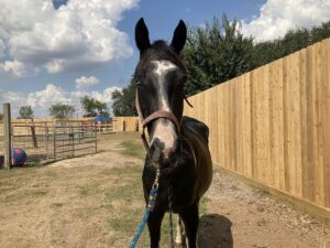 ASPCA Right Horse Adoptable Horse of the Week: Silk