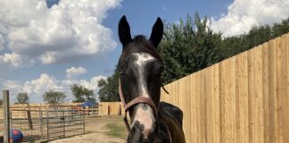 Adoptable horse Silk.