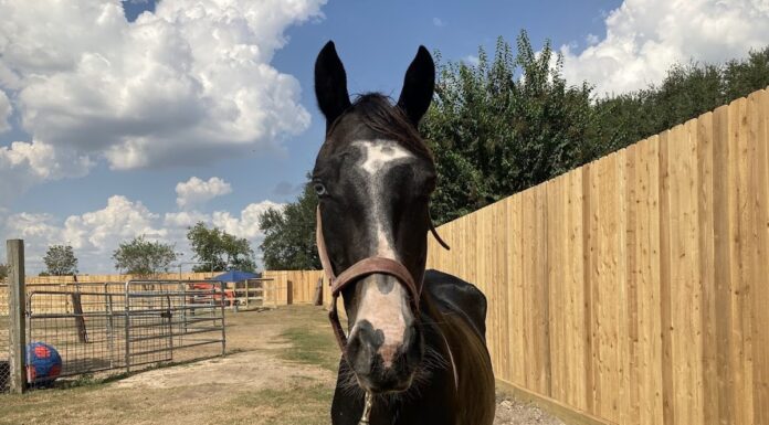 Adoptable horse Silk.