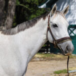 Adoptable horse Silver Kitty.