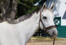 ASPCA Right Horse Adoptable Horse of the Week: Silver Kitty Adoptable horse Silver Kitty.
