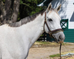 ASPCA Right Horse Adoptable Horse of the Week: Silver Kitty