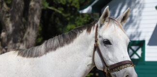 Adoptable horse Silver Kitty.