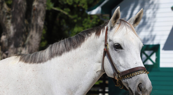 Adoptable horse Silver Kitty.