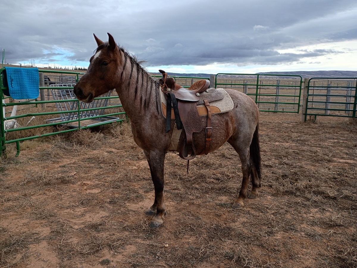Adoptable horse Stella.
