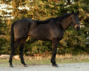 ASPCA Right Horse Adoptable Horse of the Week: Sunset Dragunn
