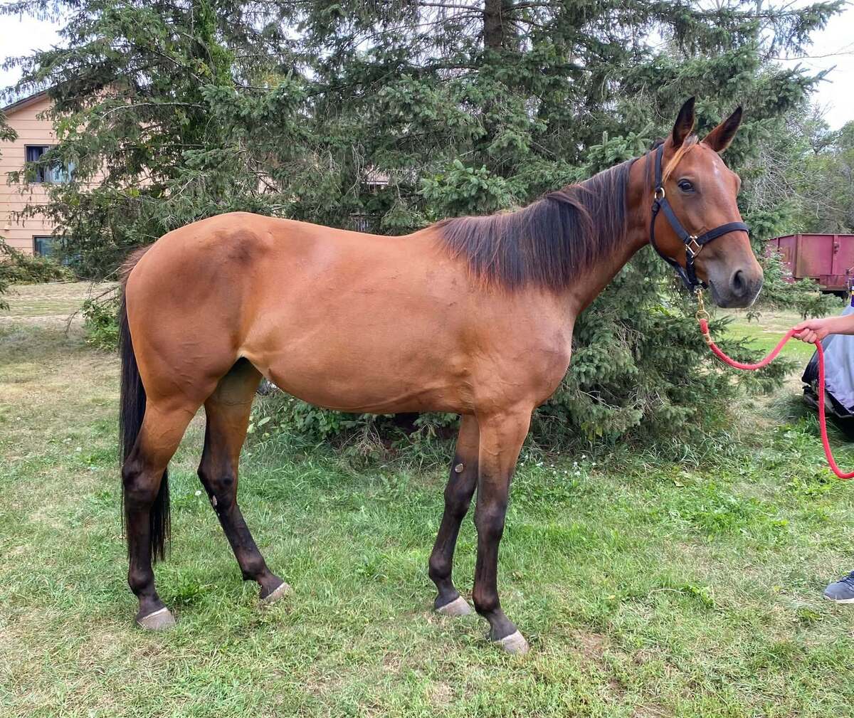 Adoptable horse Sweet Allie Cat.