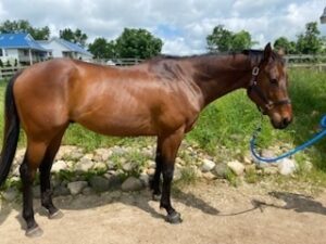 ASPCA Right Horse Adoptable Horse of the Week: TJ