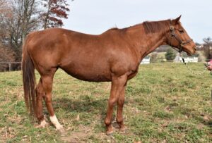 ASPCA Right Horse Adoptable Horse of the Week: Tajol