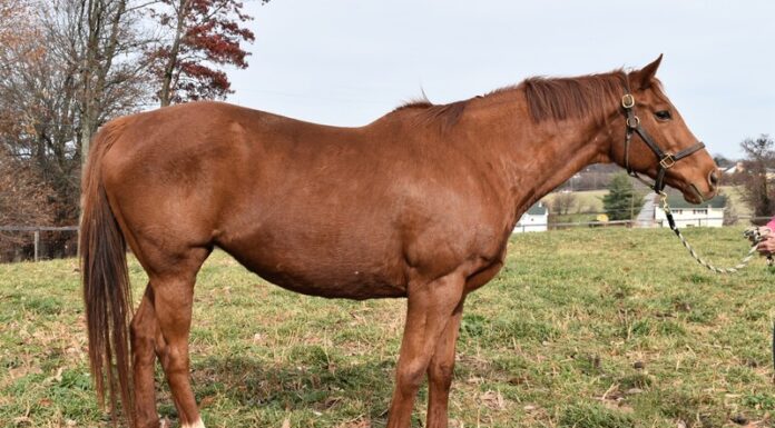 Adoptable horse Tajol