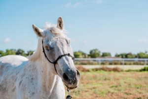 ASPCA Right Horse Adoptable Horse of the Week: Takoda