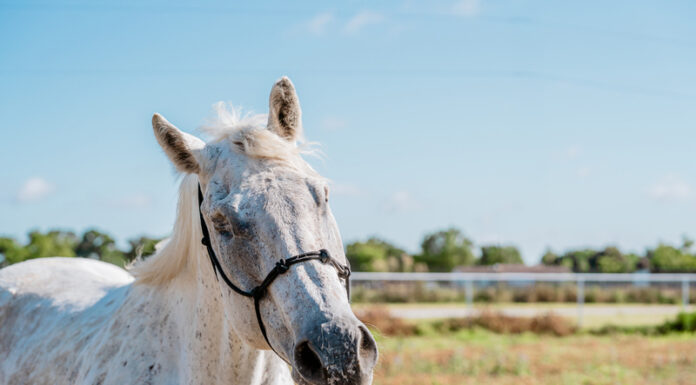 Adoptable horse Takoda