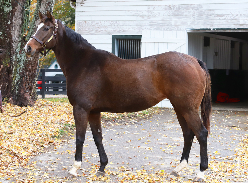 A conformation photo of a bay Thoroughbred mare